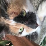 Photo de chat perdu à Biarritz