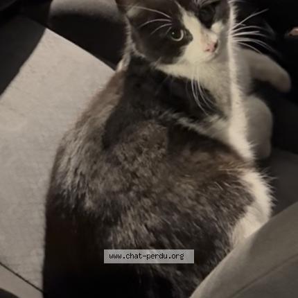 Photo 1/1 Chat trouvé Trouvé à Valence