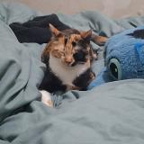 Photo de chat perdu à Louvres