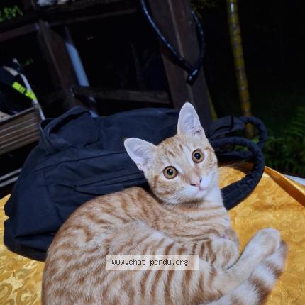 Photo 1/1 Ozzy Chat perdu à Noumea