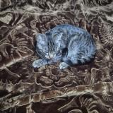 Photo de chat trouvé à Liege