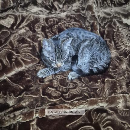 Photo 1/1 Chat trouvé Trouvé à Liege