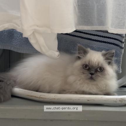 Photo 1/1 Allumette Chat perdu à Balleroy sur drome
