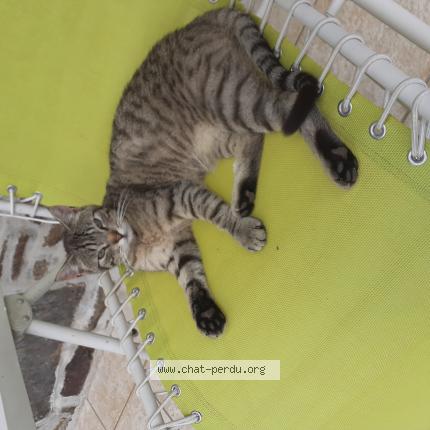 Photo 1/1 Minet Chat perdu à Le dresney