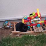 Photo de chat trouvé à Rosny Sous Bois