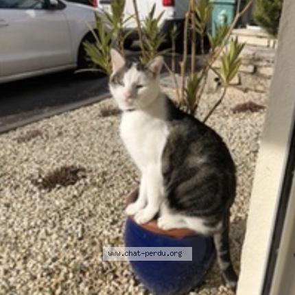 Photo 1/1 Elvis Chat perdu à Essey les nancy