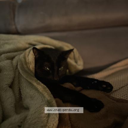 Photo 1/1 Patoune Chat perdu à Baule