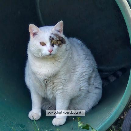 Photo 1/1 LOLA Chat perdu à Puttelange aux lacs
