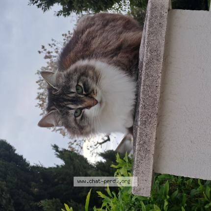 Photo 1/1 Chat trouvé Trouvé à La jarrie