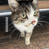 Photo de chat trouvé à Montauban