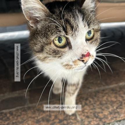 Photo 1/1 Chat trouvé Trouvé à Montauban