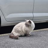 Photo de chat trouvé à Taverny