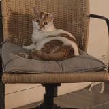 Photo de chat perdu à Alfortville