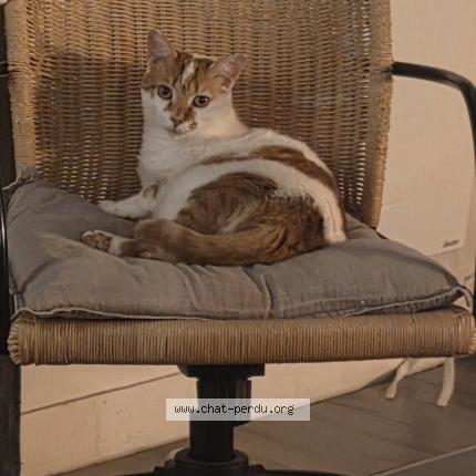 Photo 1/1 Ori Chat perdu à Alfortville