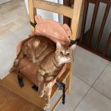 Photo de chat perdu à Royan