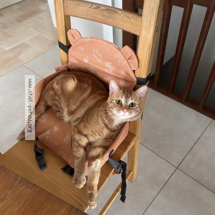 Photo 1/1 Syrah Chat perdu à Royan