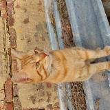 Photo de chat trouvé à Savigny Sur Braye