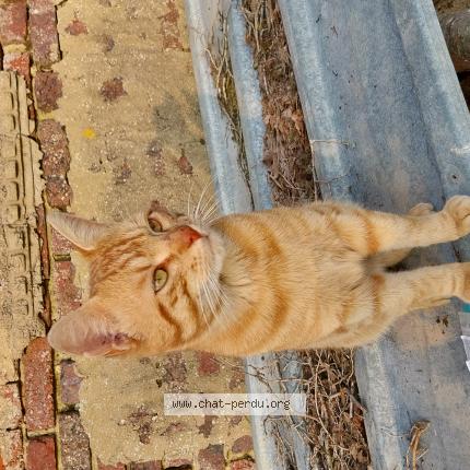 Photo 1/1 Chat trouvé Trouvé à Savigny sur braye