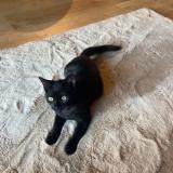 Photo de chat perdu à Balan