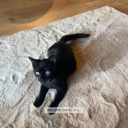Photo 1/1 Luna Chat perdu à Balan