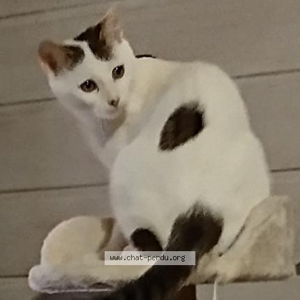 Photo 1/1 Ziggy Chat perdu à Issendolus