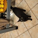 Photo de chat perdu à Ecommoy