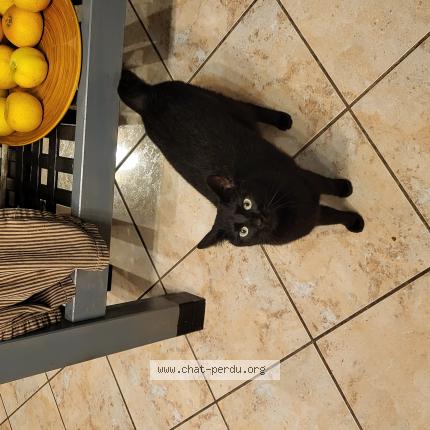 Photo 1/1 Volverine Chat perdu à Ecommoy