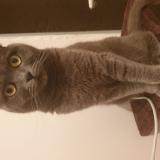 Photo de chat perdu à Saint Priest