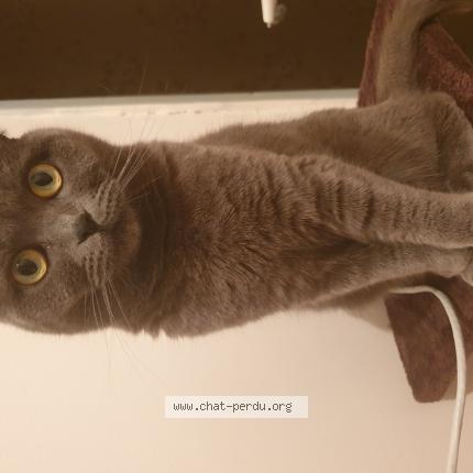 Photo 1/1 Misha Chat perdu à Saint priest