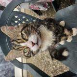 Photo de chat perdu à Honfleur