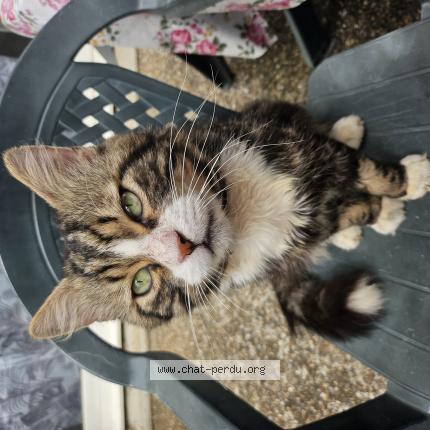 Photo 1/1 Koya Chat perdu à Honfleur