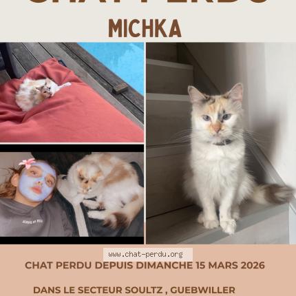 Photo 1/1 michka Chat perdu à Soultz