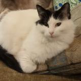 Photo de chat perdu à Marseille