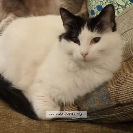 Photo 1/1 Nioky Chat perdu à Marseille