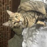 Photo de chat perdu à Onnaing