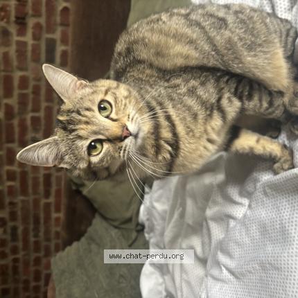 Photo 1/1 Rocket Chat perdu à Onnaing