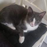 Photo de chat perdu à Marigny Le Lozon