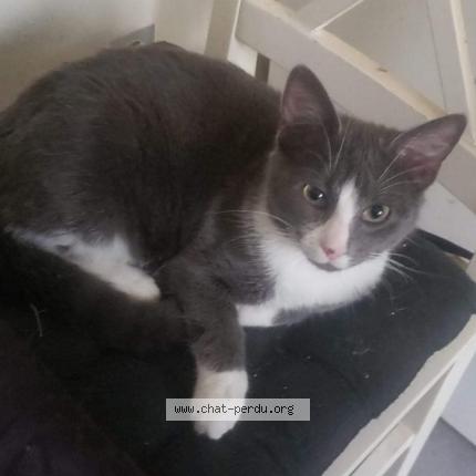 Photo 1/1 Mistigri Chat perdu à Marigny le lozon