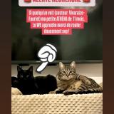 Photo de chat perdu à Saint Etienne