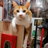 Photo de chat perdu à Saint Just En Chaussee