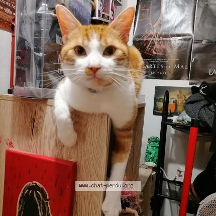 Photo 1/1 Sanji Chat perdu à Saint just en chaussee