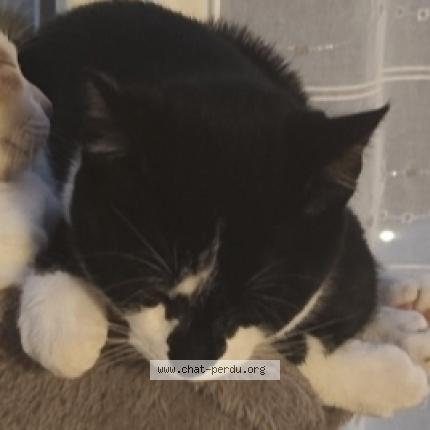 Photo 1/1 Babouche Chat perdu à Le mans