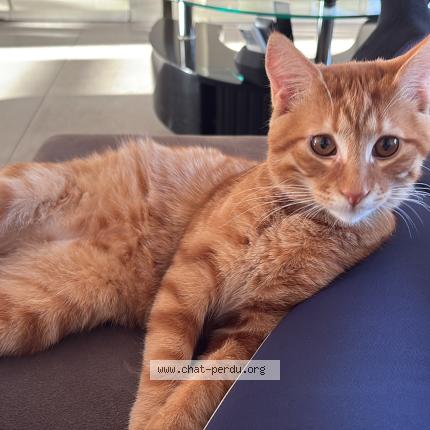 Photo 2/2 Simba Chat perdu à Cuesmes