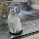 Photo de chat perdu à Quartier Allumette A Croix
