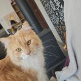 Photo de chat perdu à Graulhet