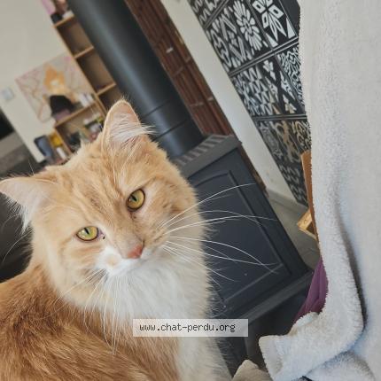 Photo 1/1 Nyx Chat perdu à Graulhet