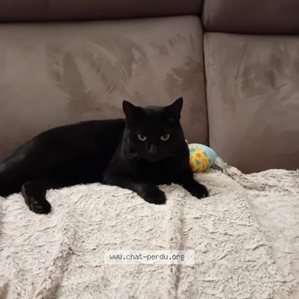 Photo 1/1 Lucky Chat perdu à Compiegne