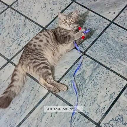 Photo 1/1 Rubi Chat perdu à Gujranwala