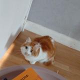 Photo de chat perdu à Le Mans Sarthe 72