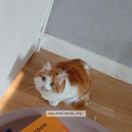 Photo 1/1 Sucre d'orge Chat perdu à Le mans sarthe 72